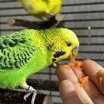 Möhrenschnute Kiwi 