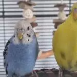 Geschlechter raten :-D 