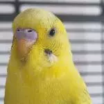 Mango aus meiner Welli WG