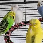 Chillende Chicks