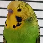 Meine Welli WG; Kiwi