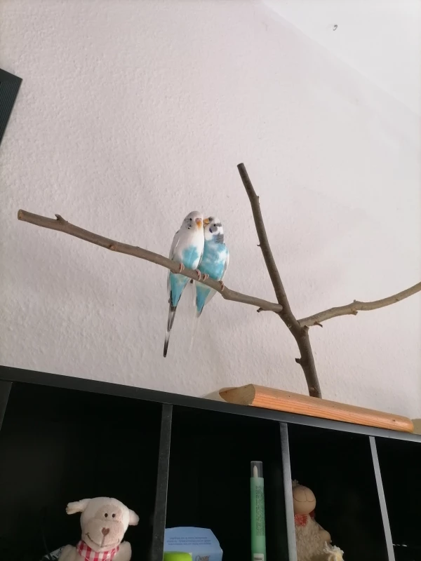 Wellensittich-Bild: putziger, als putzig