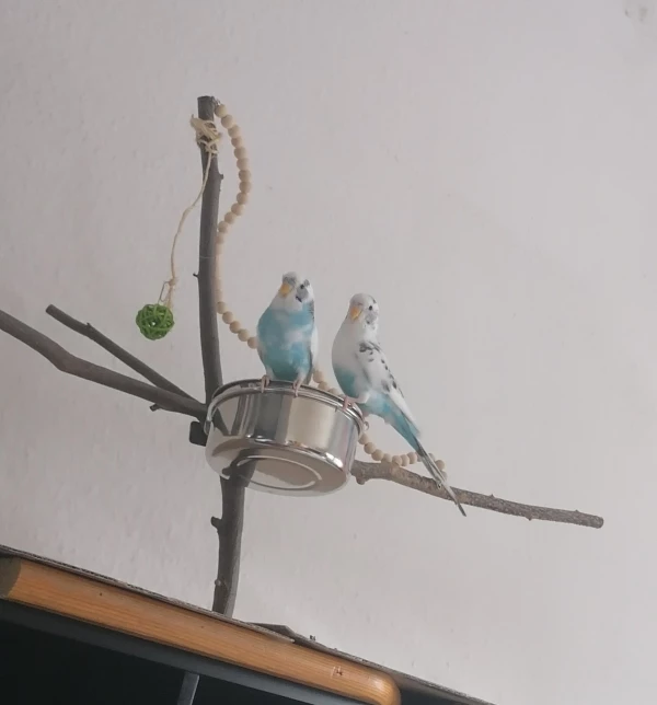 Wellensittich-Bild: auch auf der Futterschale