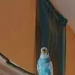 Kuki Welli 