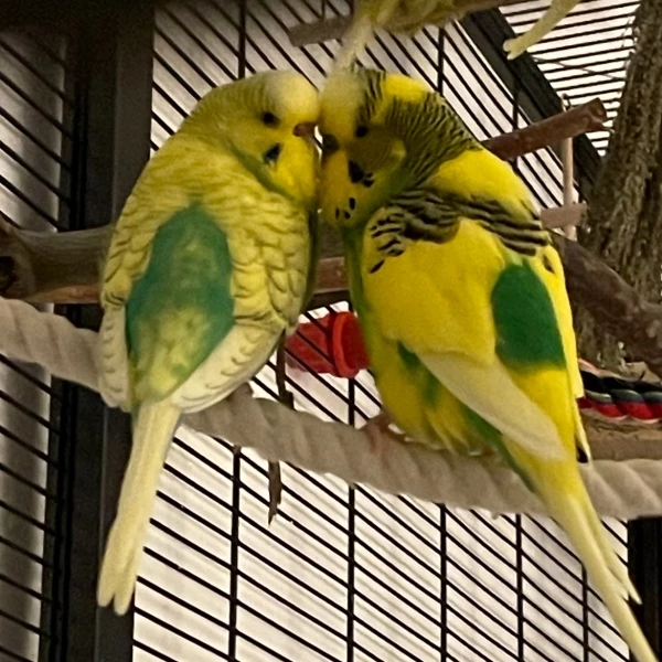 Wellensittich-Bild: Berta und grüner Ernie in Schmusestimmung.