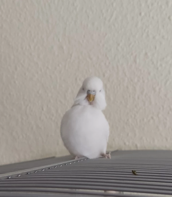 Wellensittich-Bild: Aber ich bin der Meister hier..
