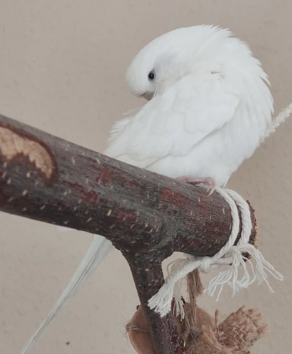 Wellensittich-Bild: Whitey,die Braut..