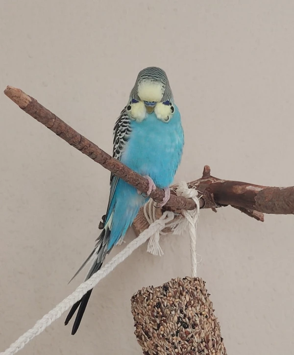 Wellensittich-Bild: ..das du, liebe Felo, mich immer fotografieren willst..menno
