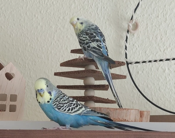 Wellensittich-Bild: .auf dem schönen Welli- Spielplatz. So langsam könnt auch Ally auf den Geschmack. Ich hoffe, sie kommt öfter mal raus zum Spielen.