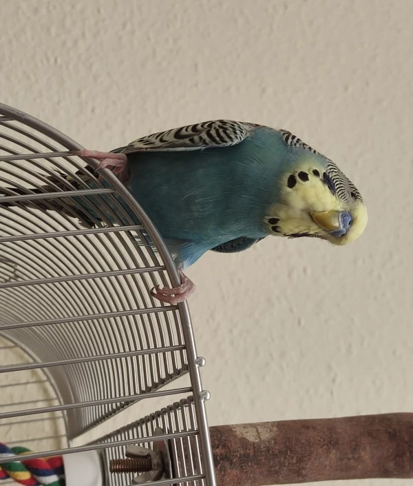 Wellensittich-Bild: Cookie fällt vor lauter Neugier vor der Stange..gut dass die wellis sich gut festhalten können..mein süßer Schatz 