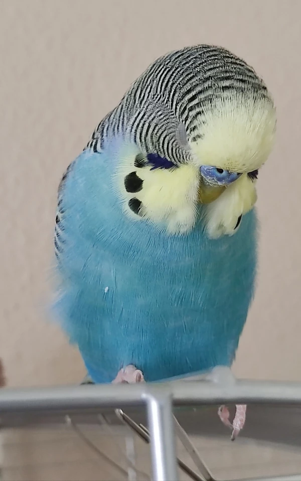 Wellensittich-Bild: ..liebe Felo, so ein Welli Leben ist soooo anstrengend. Bitte steck den Knipser weg, ich will dösen. 