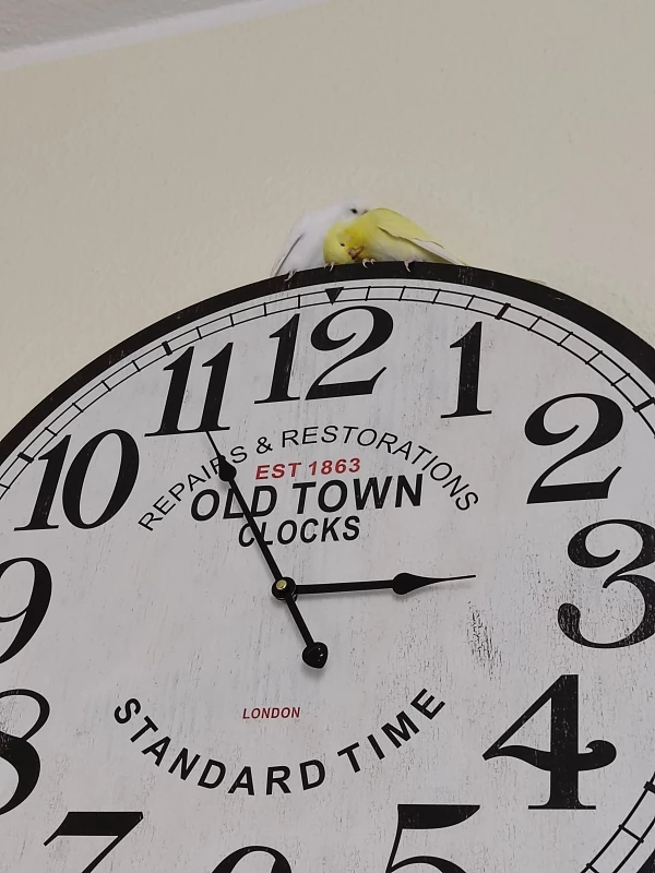 Wellensittich-Bild: Whitey und Tweety sind seit 3 Wochen bei mir und ich geb sie nie wieder her. Die Uhr ist ihr Lieblingsplatz.