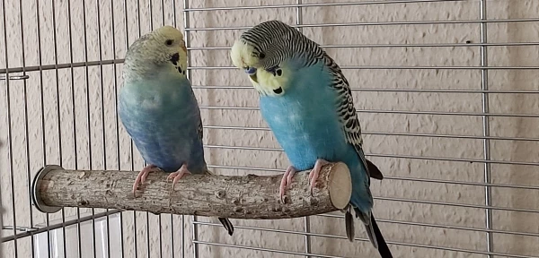 Wellensittich-Bild: Dachte sich Ally, als sie frech einfach zu Cookie in den Käfig krabbelte ..  Cookie fand das erst doof aber hat sie passieren lassen 
