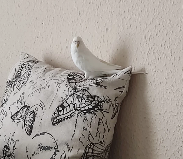 Wellensittich-Bild: Während des ersten Freiflugs..ob das so gewollt war..?