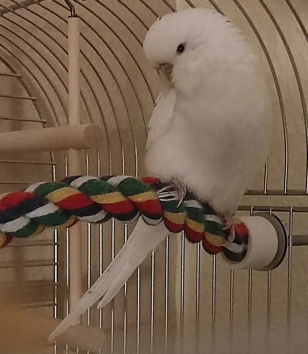 Wellensittich-Bild: Und alle Federchen an ihren Platz gerückt.. Whitey ist fertig zum bubu machen, schaut noch mal lieb in die Kamera..nachti 