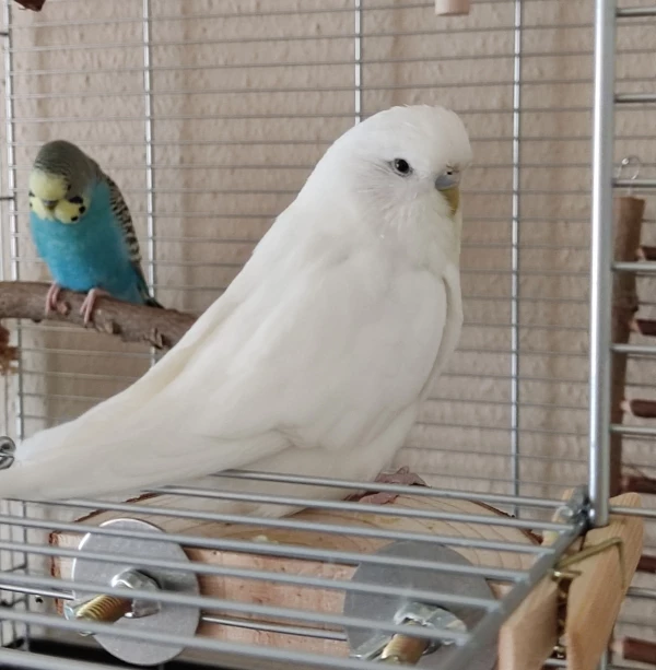 Wellensittich-Bild: Whitey ist ein wahrer Schatz..mutig, ganz Welli-Dame und immer darauf bedacht, dass ihr Brautkleid immer gut sitzt