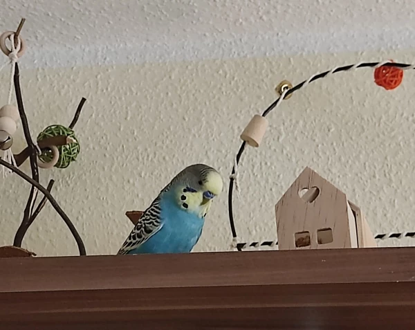 Wellensittich-Bild: Cookie hat soooo viel Auswahl..aber spielen ist nicht so sein Ding..dabei hat die felo sich soo viel Mühe gegeben 