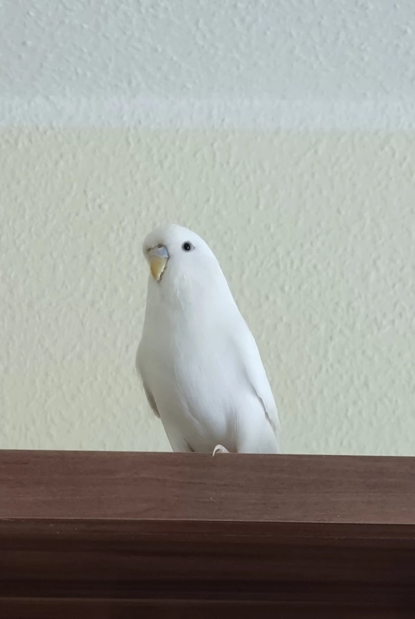 Wellensittich-Bild: Ich hab hier alles im Blick 