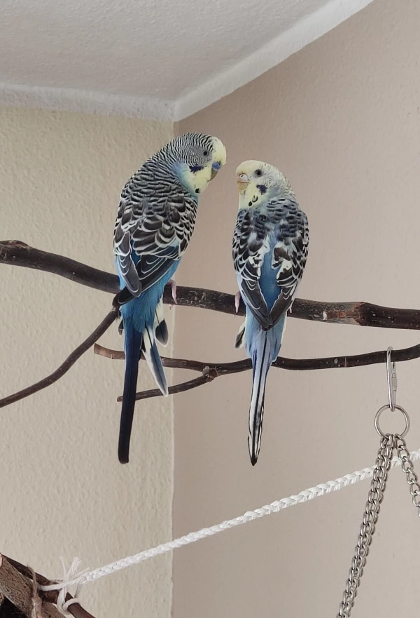 Wellensittich-Bild: Cookie und Ally beim unfreiwilligen spontanen Freiflug am sonnigen Samstag während des Käfigputzes. Scheint ja doch ganz schön draußen zu sein ..
