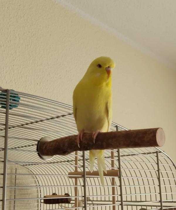 Wellensittich-Bild: Tweety ist fertig für den Freiflug..schick gemacht kanns losgehen..ich lieb sie sooo sehr..sie hat sich von einer schüchternen Pieper zu einer mutigen welli Dame gemausert.. 