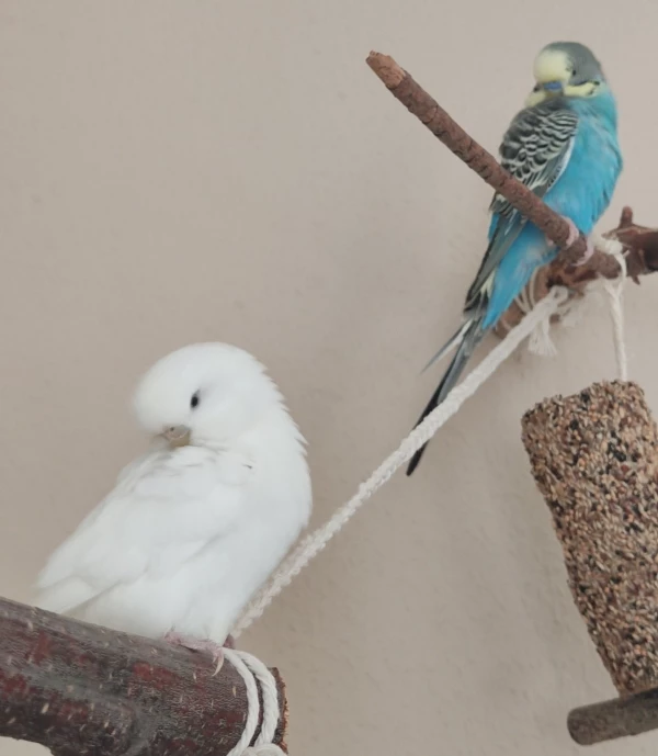 Wellensittich-Bild: ..das Synchronputzen..in Perfektion 