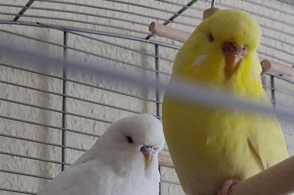 Wellensittich-Bild: Whitey macht ganz schön Rabatz. Aber bin ich Hahn oder Henne?