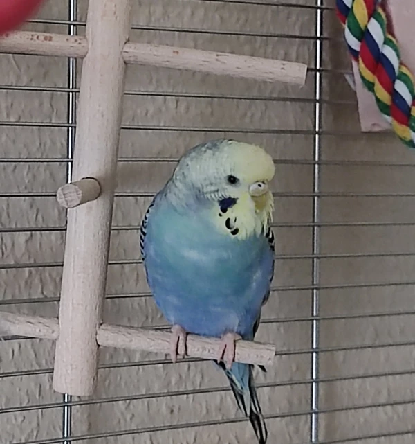 Wellensittich-Bild: Ich liebe es zu schaukeln .. Mein Kumpel Cookie auch..