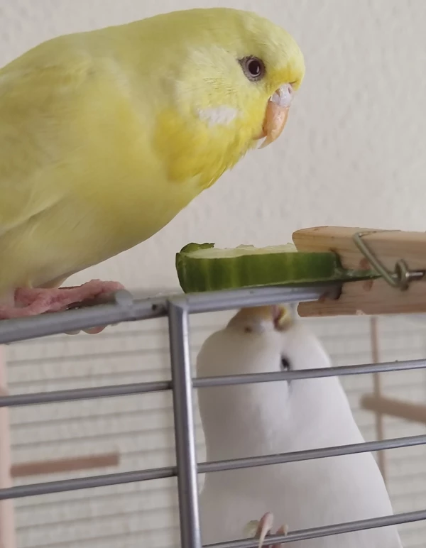Wellensittich-Bild: Das schmeckt den beiden soooo gut..