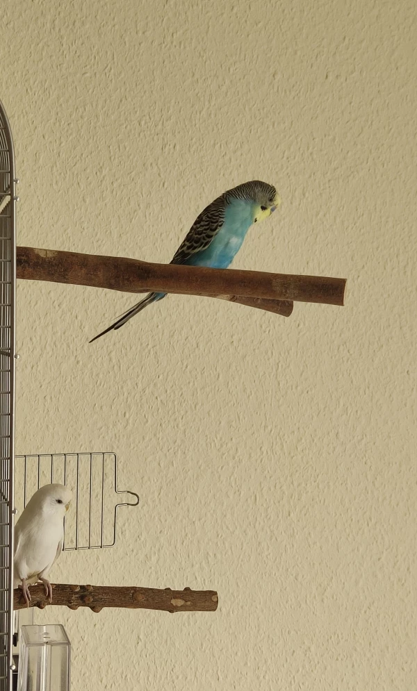 Wellensittich-Bild: Hey Cookie, was hast du da entdeckt?