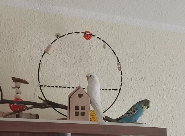 Wellensittich-Bild: ..aber hey ist das nicht ein bissl klein?
