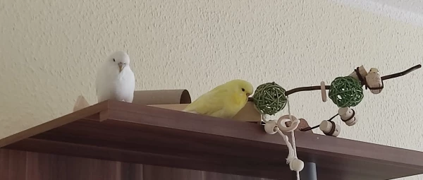 Wellensittich-Bild: Nach so viel Flattern muss auch mal ne Pause eingelegt werden. Unsere Welli-Mami hat so schön gebastelt. Das gefällt uns gut