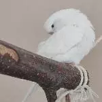 Schappschuss