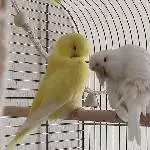Morgentliche Vogelwäsche 