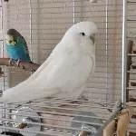 Whitey, die Hübsche 
