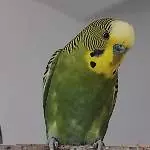 Unser Kalle 