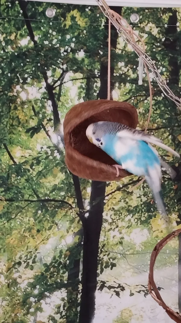 Wellensittich-Bild: Cruschie hat diese Nuss zu ihrer neuen Mittagsschlafkoje ernannt. Es ist so süß wenn nur noch der Kopf raus guckt