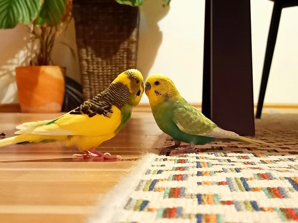 Wellensittich-Bild: Zu zweit lässt es sich besser raus finden was noch so im Wohnzimmer los ist.