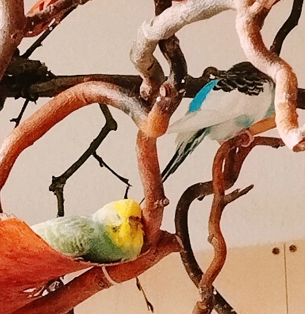 Wellensittich-Bild: Hedwig liebt es irgendwo den Kopf anzulehnen und dann zu schlafen. Es sieht schon sehr putzig aus. 