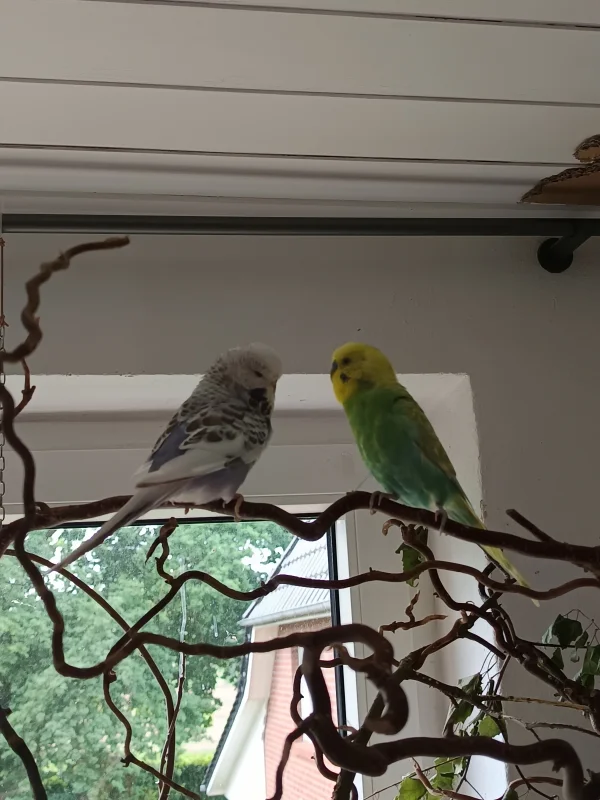 Wellensittich-Bild: Frodo ist ganz angetan von Vivi... Ob da wohl ein neues Paar entsteht?