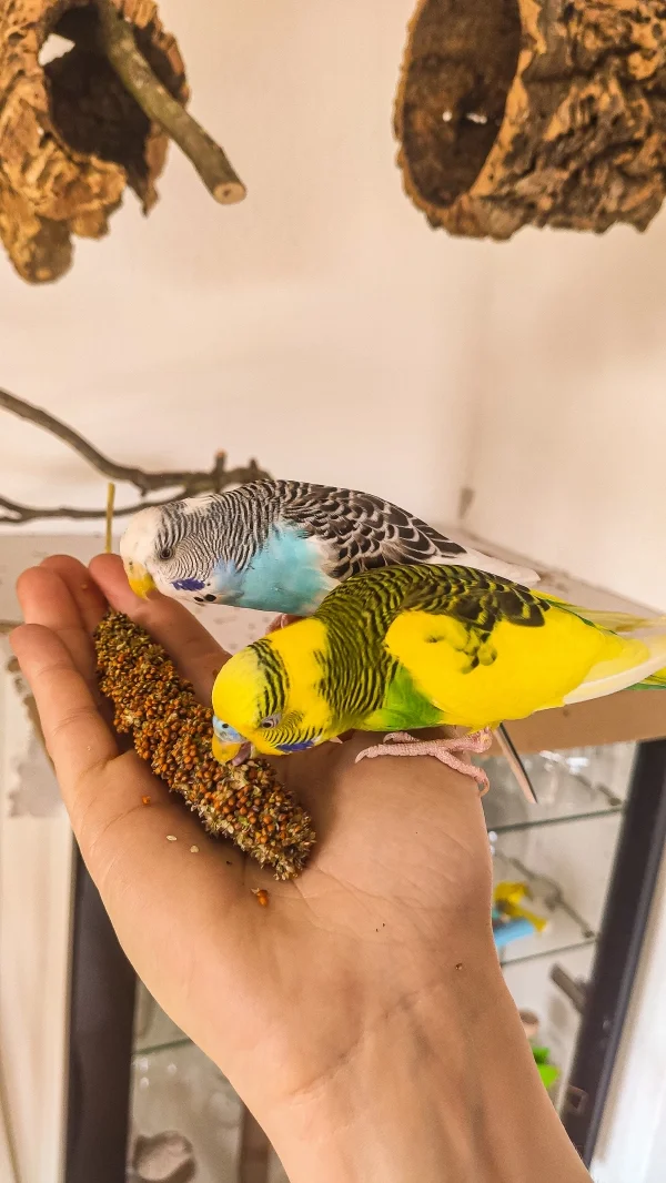 Wellensittich-Bild: Hat auch lange genug gedauert. Endlich kommen Blaze und Cruschie auf die Hand die kalten Füßchen wärmen. 