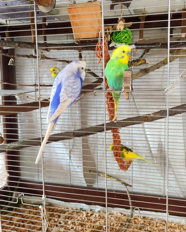 Wellensittich-Bild: Es wird auch langsam ans neue Vogelheim angepirscht. hoffentlich lassen mich die anderen rein.