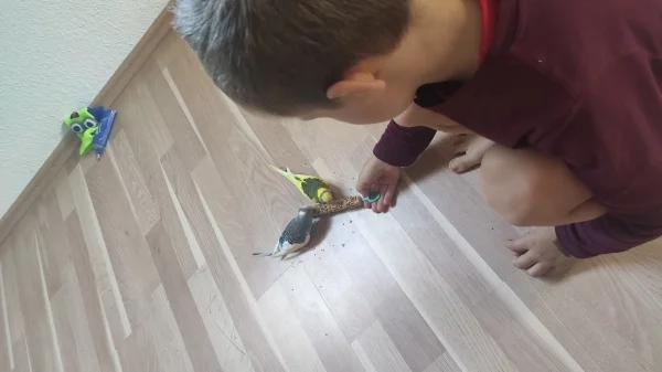 Wellensittich-Bild: Zu sehen sind der blau-weiße Crusher und der gelb-grüne Blaze und unser 4-Jähriger beim Vertrauensaufbau am Tag nach dem Einzug.