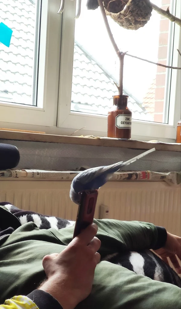 Wellensittich-Bild: Skye ist ein wenig Handysüchtig..