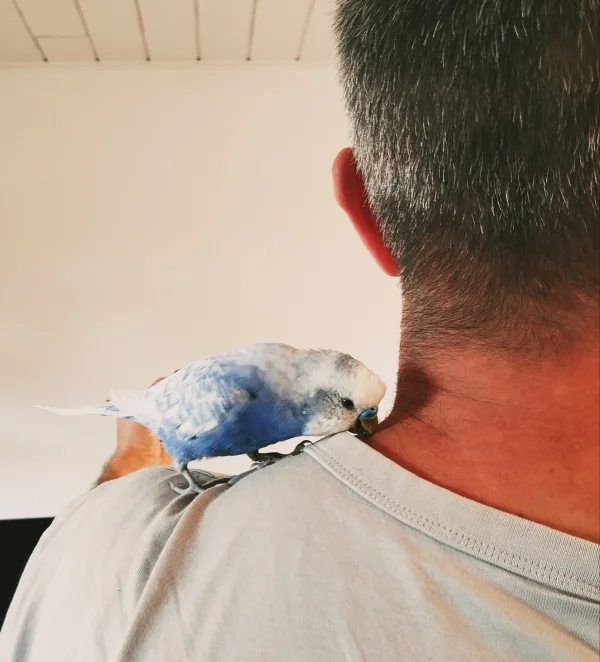 Wellensittich-Bild: Das erste was morgens gemacht werden muss ist kuscheln und am T-Shirt rumknabbern. Aber nur Skye kommt zum Vogelpapa. Wir anderen nur wenn es Futter gibt.