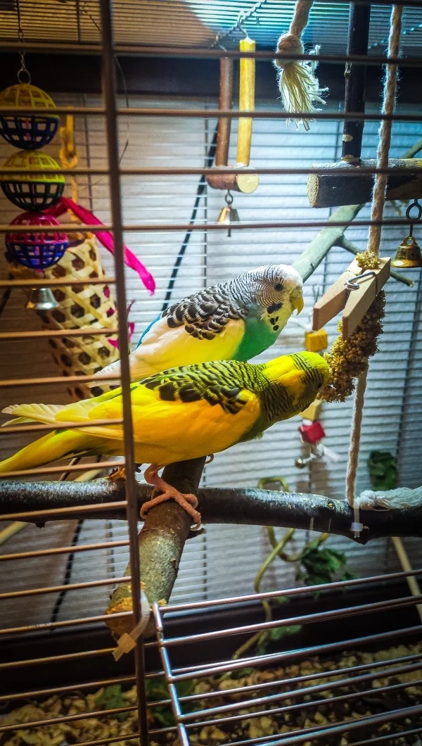 Wellensittich-Bild: Unser Pärchen. Gelb ist Blaze ♂️, blau ist Crushie♀️
