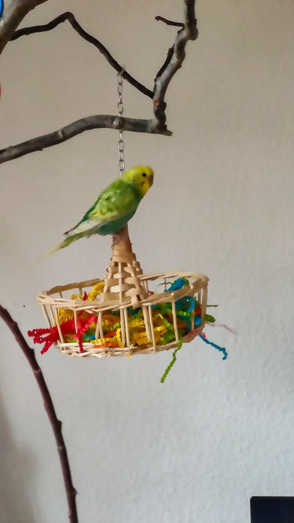 Wellensittich-Bild: So ein bunter Korb ist gemütlich und lädt zum spielen ein