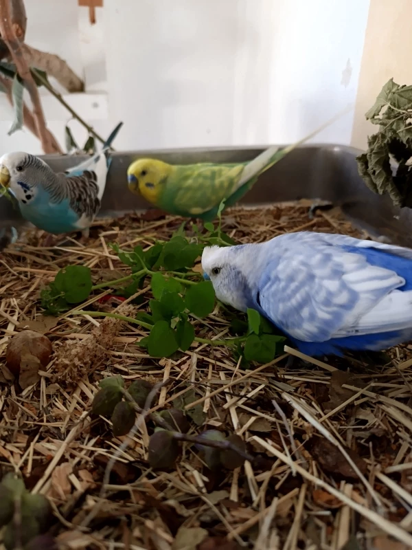 Wellensittich-Bild: Lecker grünes. Vogelmiere und Golliwoog, der sich selbst gesät hat aus dem eigenen Garten.