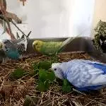 Lecker lecker Grünzeug