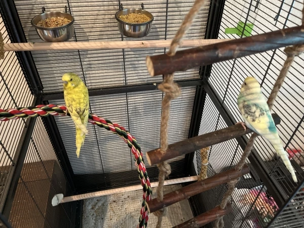 Wellensittich-Bild: Floki und Lori nach der ersten Nacht im neuen Zuhause. Weiß jemand welche farbschläge die beiden haben ? 