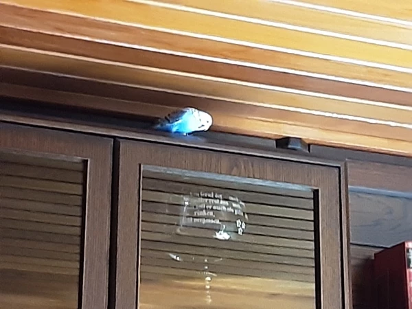 Wellensittich-Bild: Unser blauer Wellensittich schaut sich die Gläser im Schrank an. Das große Glas könnte vielleicht eine schöne Badewanne sein. Ob einer mir die Tür öffnen kann?